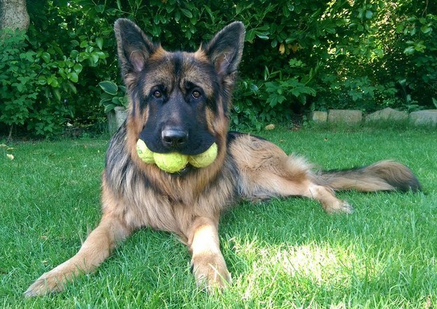 Gaze upon this dog who is very serious about protecting his tennis balls.