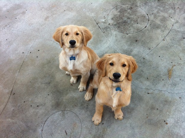 Here are two golden pups on their best behaviour.