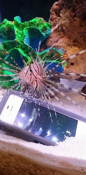 funny-phone-fails-aquarium