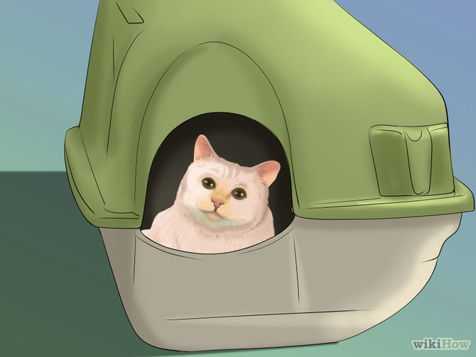 Take Care of a Cat Step 7.jpg