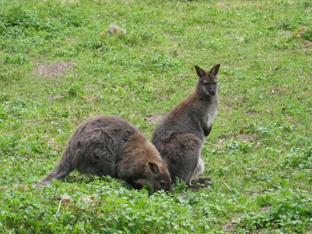 kangaroo-173767_1280