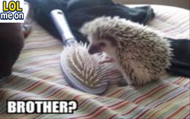 Brother ? - Funny Picture With Caption Funny pictures