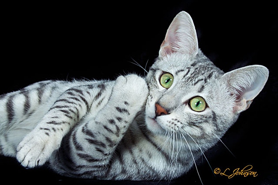 cat portraiture