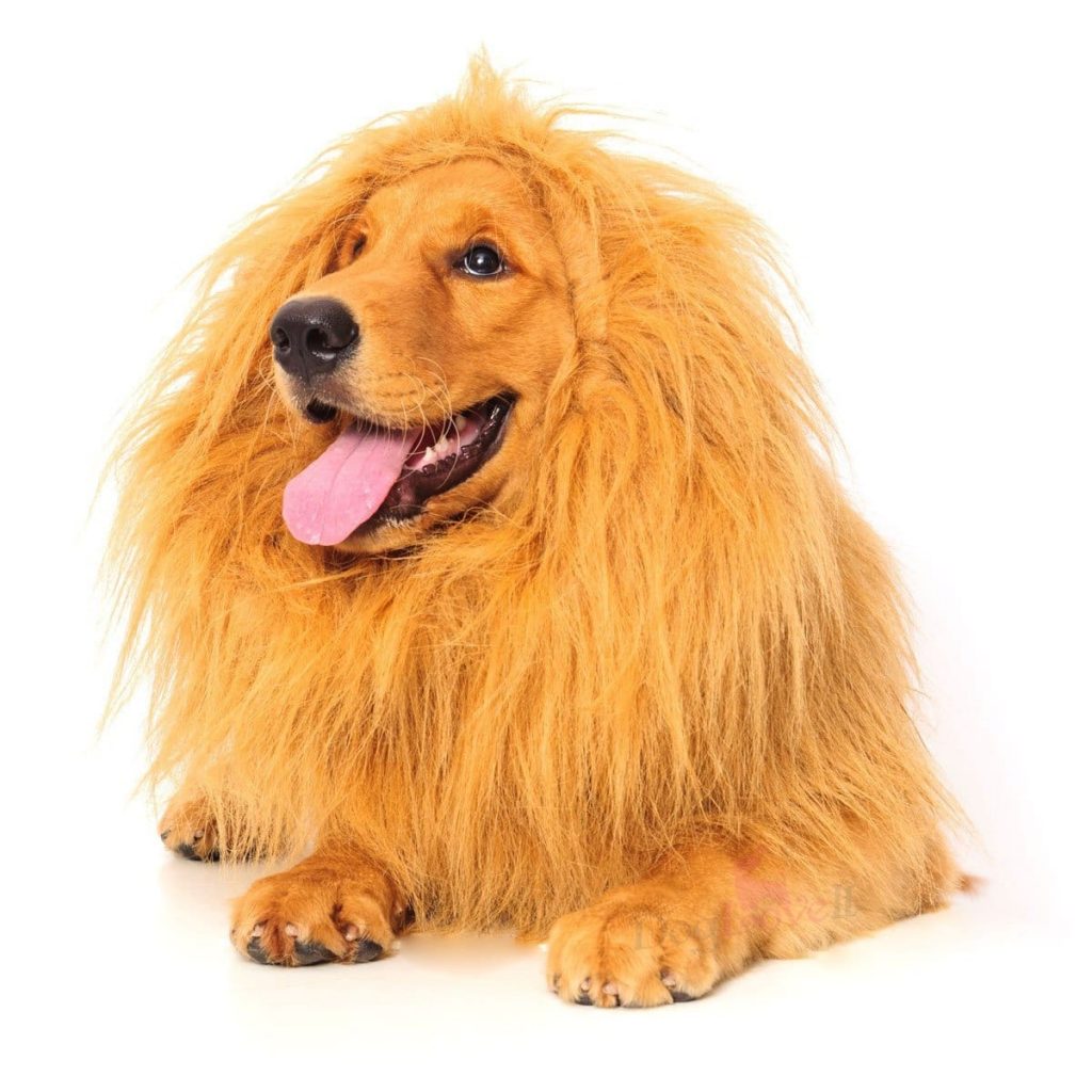 Dog lion costume