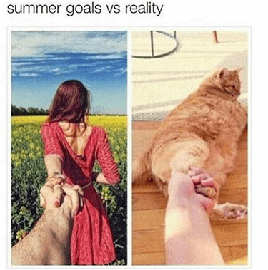 Looks Purrfect To Me