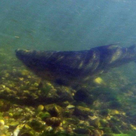 Salmon Population Plummeting in Lake Michigan