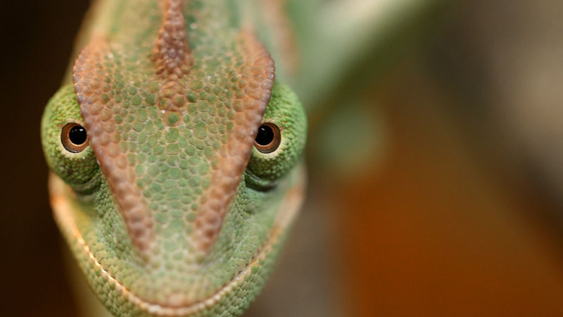 Chameleons Change Color to Stand Out Not Blend In_kqed pbs (4)
