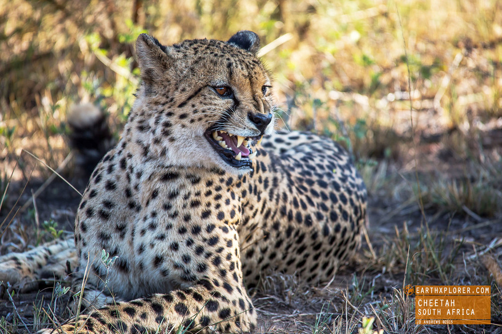 The cheetah is the world's fastest land mammal and can go from 0 to 60 in three seconds