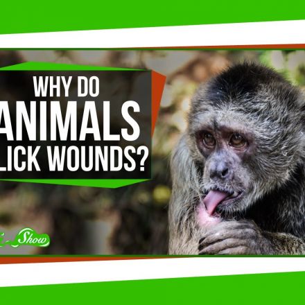 Why Do Animals Lick Their Wounds?