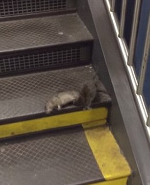 On another day, commuters filmed a rat dragging its dead 'friend' down the stairs and along the platform