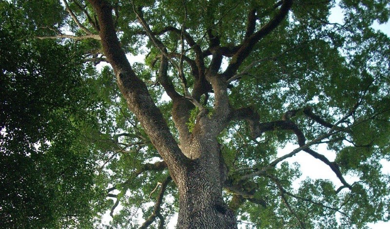 أقدم أشجار حية