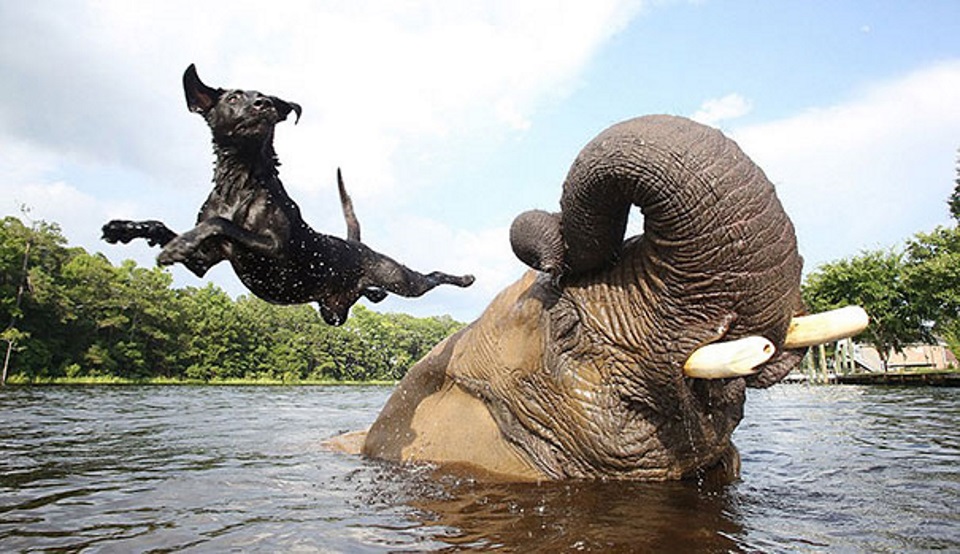 Elephant and dog