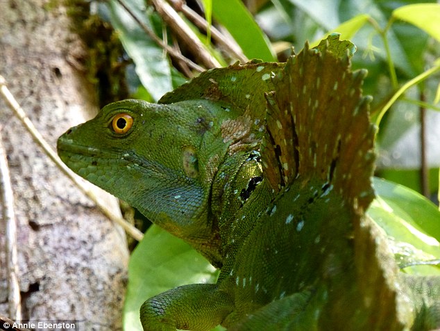 In Tortuguero, travellers can spot green iguanas crawling in the dense jungles on early morning wildlife tours
