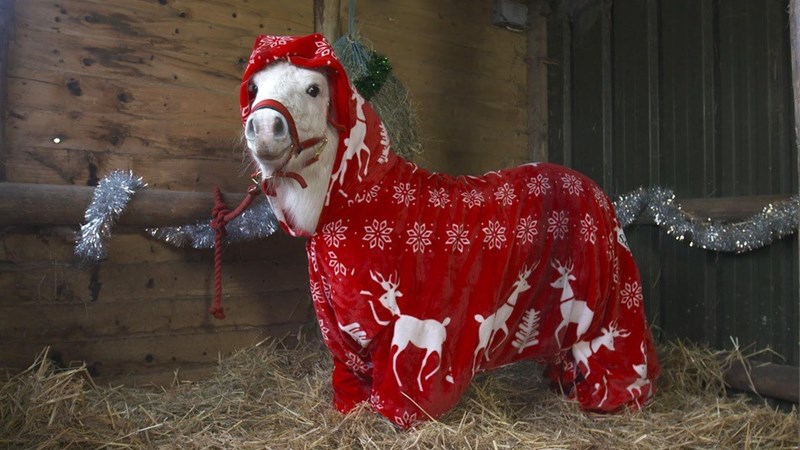 cute christmas animal Festive and Cozy 'Foursie' for pony