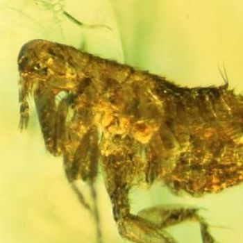 Bacteria in ancient flea may be ancestor of the Black Death