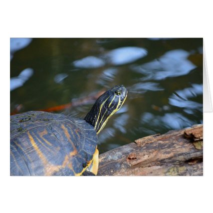 slider water turtle head out of shell stationery note card