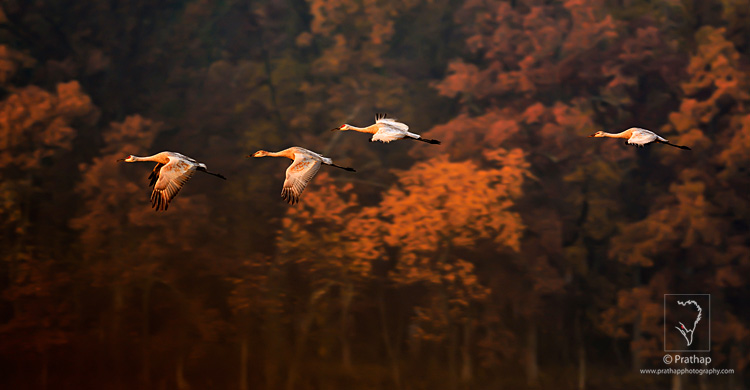 Sandhill Crane Family Flying on a Beautiful Autumn Morning in Jasper-Pulaski Fish and Wildlife Area in Medaryville in northwestern Indiana. Every year around 10,000 Sandhill Cranes migrate to this location during Autumn. The calls of thousands of Sandhill Cranes that reaches several miles is an experience that is next to none. It is one of the best locations to photograph them as they fly past the Autumn trees at the Sunrise to feed in the close by farms.