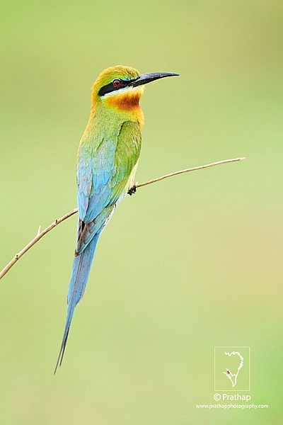 19-The-Most-Useful-Bird-Photography-Tips-for-Beginners-by-Prathap-Nature-Photography-Simplified
