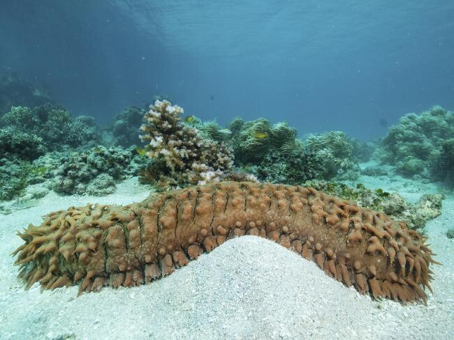 The sea cucumber. Picture: Deepsea Challenge 3D