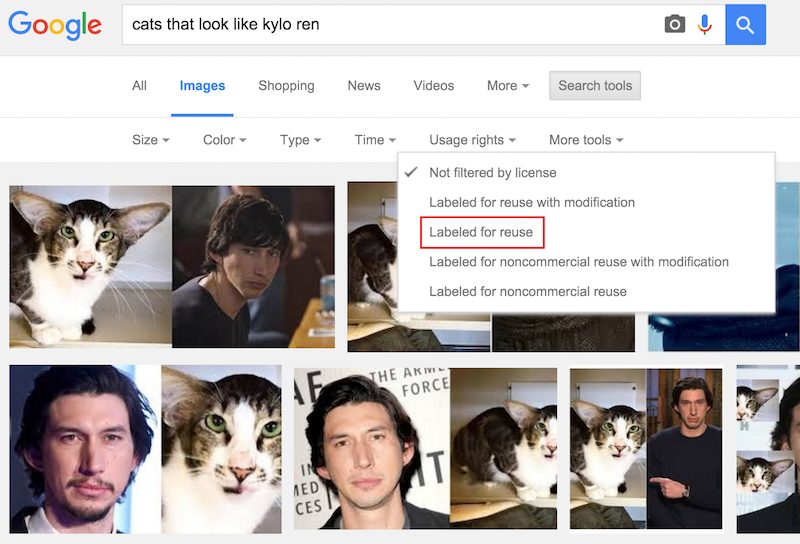 Google image search for cats that look like kylo ren