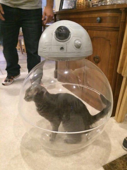 funny animal image cat in a star wars BB-8 ball