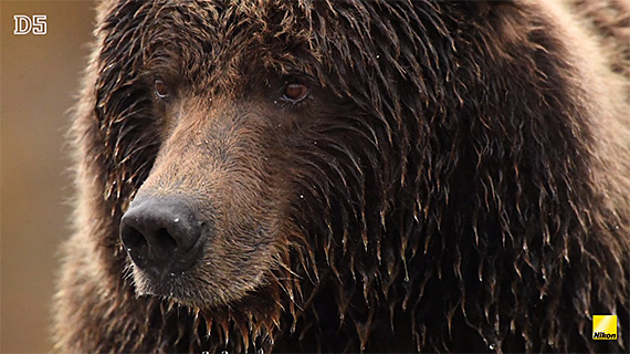 alaska grizzly bear photo