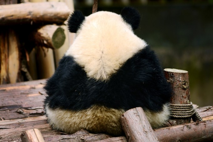 sad panda shutterstock