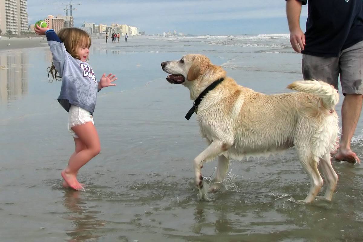 Go fetch doggy! Canine