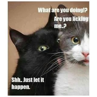 dont fight it - kitty cat videos pic meme