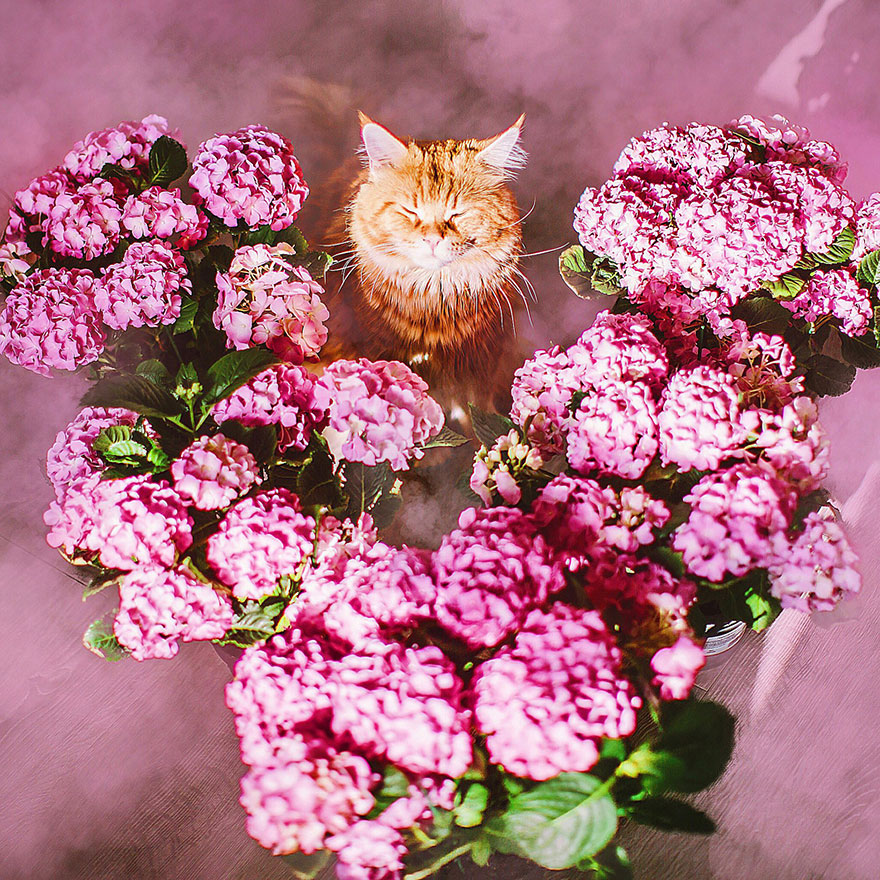 ginger-cat-photography-kotleta-cutlet-kristina-makeeva-hobopeeba-16