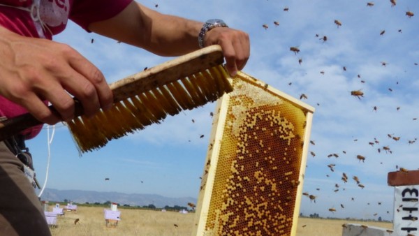 Working bee colonies. Image via Elina L. Nino