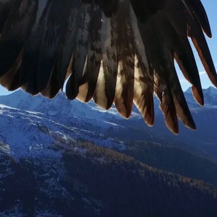 Phantom 3 gets kidnapped by two eagles