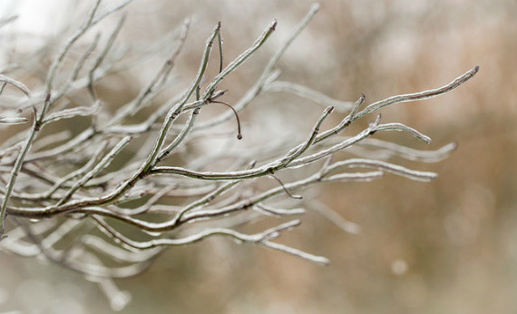 winter, macro, woods, forrest, leave, leaves, snow
