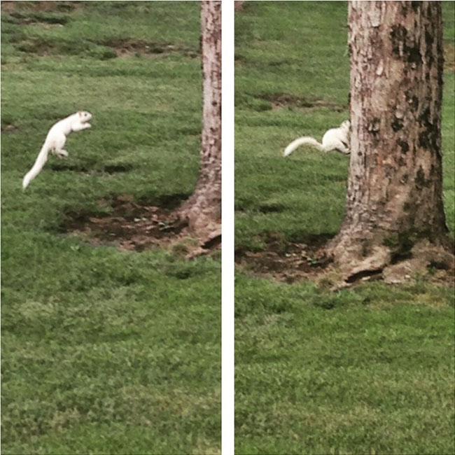 A rare white squirrel proves why they are rare. Forgets how to squirrel.