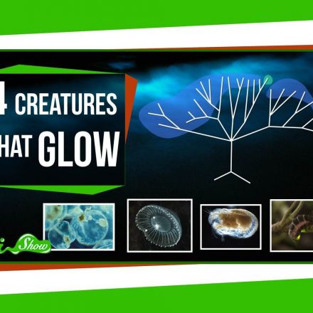 Four Creatures That Glow