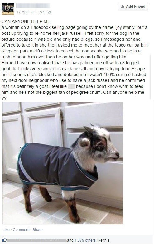 goat,pets,kid,prank,failbook