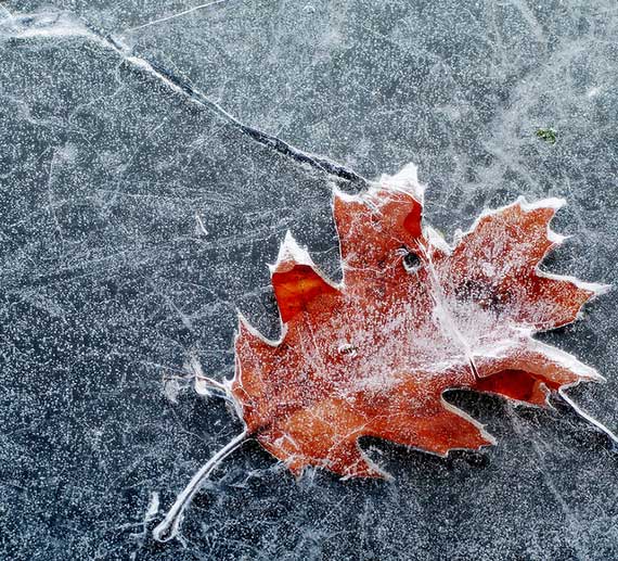 icy leaf