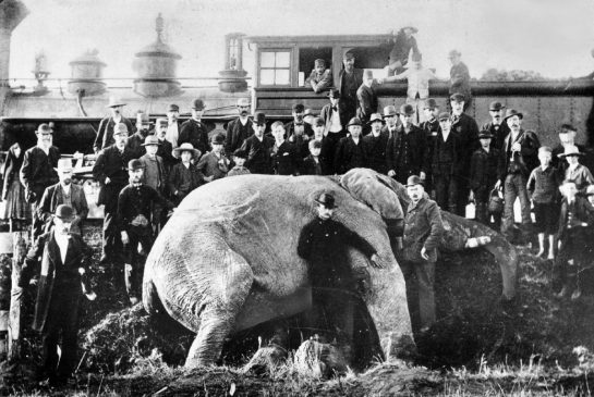  Toronto Star file photo The death of Jumbo in St. Thomas, Ont., on Sept. 15, 1885. After he was hit by a freight train, many who had been in the circus crowd posed with his body along the tracks. 