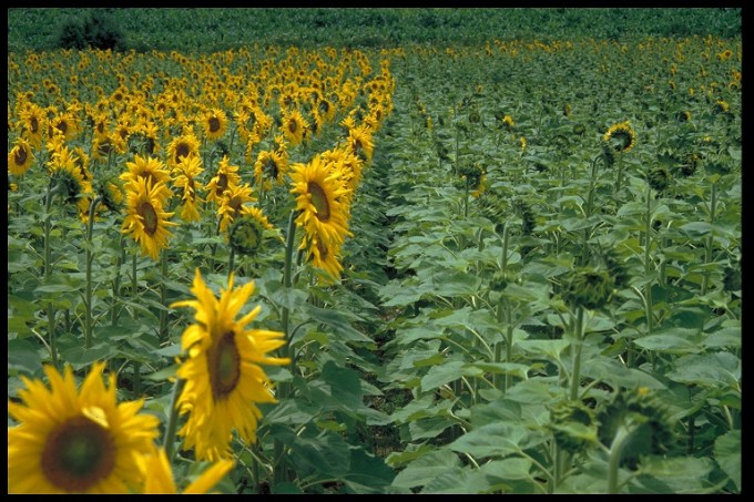 Sunflower trial