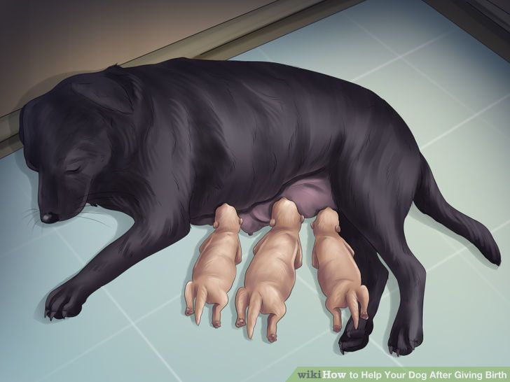 Help Your Dog After Giving Birth Step 7 Version 4.jpg