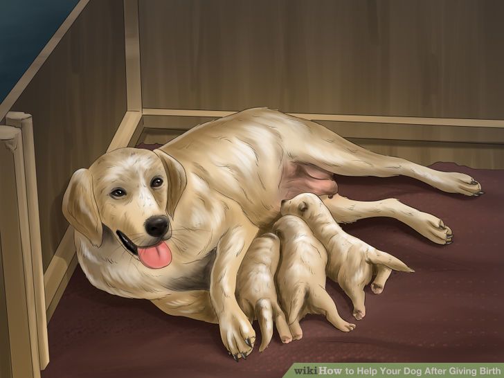 How To Help Your Dog After Giving Birth Dog Training Full Advice,Frozen Daiquiri Recipe