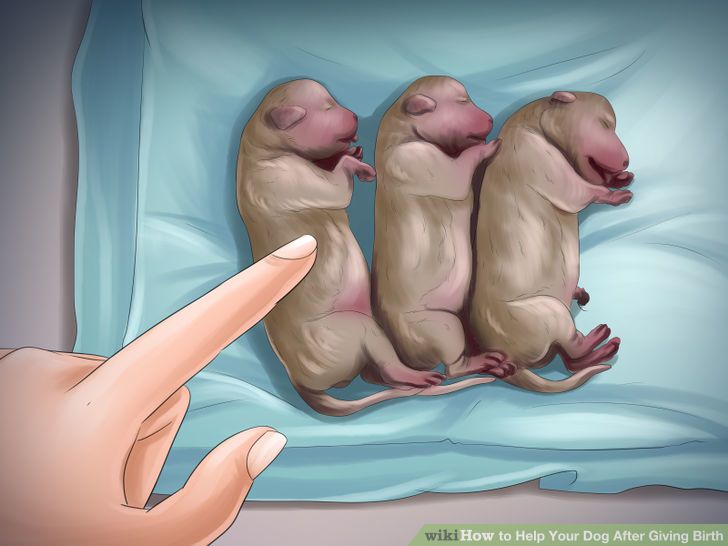 Help Your Dog After Giving Birth Step 8 Version 4.jpg