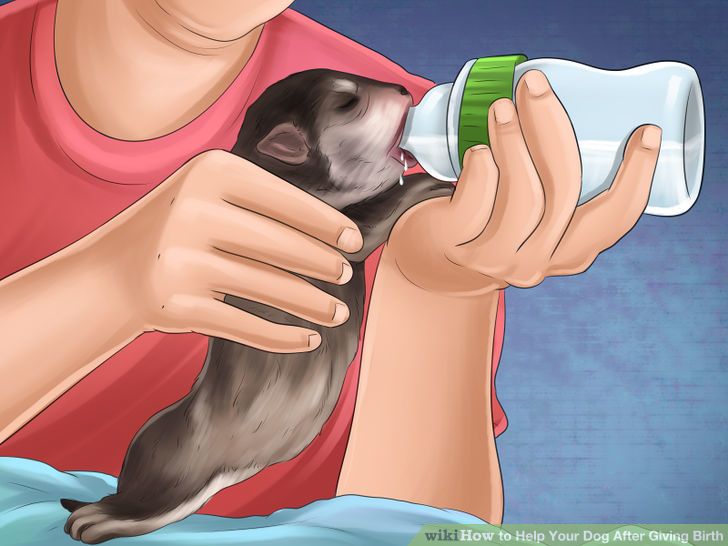 Help Your Dog After Giving Birth Step 20 Version 3.jpg