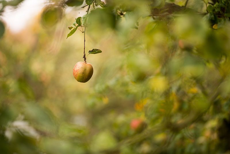 Single Ripe Apple Hanging from A Tree Ready For Picking