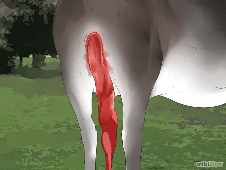 Tell if a Cow or Heifer Is About to Give Birth Step 14 Version 2.jpg