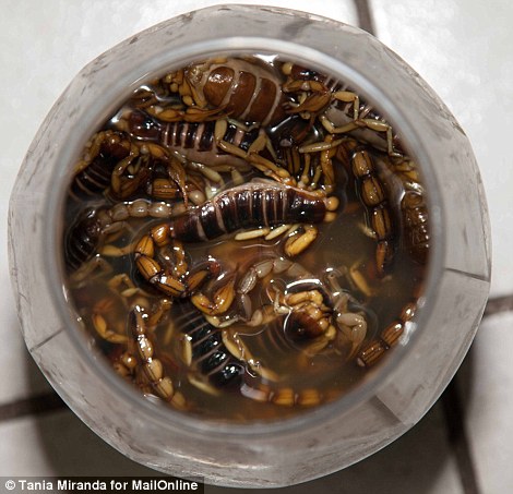 Safety first: The scorpions are soaked in a liquid which neutralises their venom, and they can then be eaten whole, including the stinger
