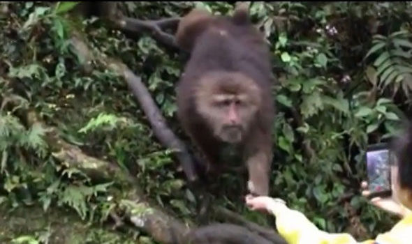 Girl tries to take selfie with a monkey and it DOESN'T end well
