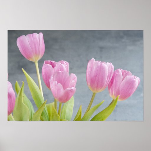 tulips poster