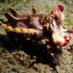 flambouyant cuttlefish2