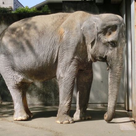 Depressed Elephant Has Been Living In A Concrete Cell For 61 Years
